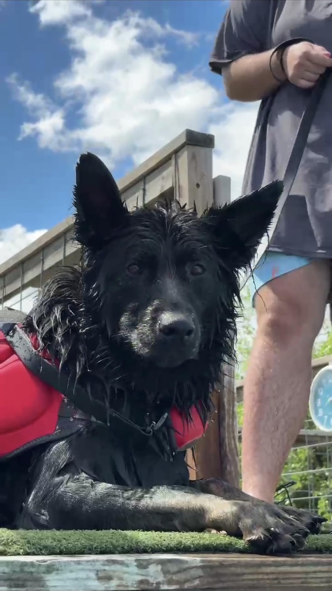 Outward Hound Dawson Swim Dog Life Jacket, Life Vest, Red, Large | High Buoyancy, Insulating, Adjustable Fit, Rescue Handle, Reflective, Swimming & Boating, Large Dogs (28-32