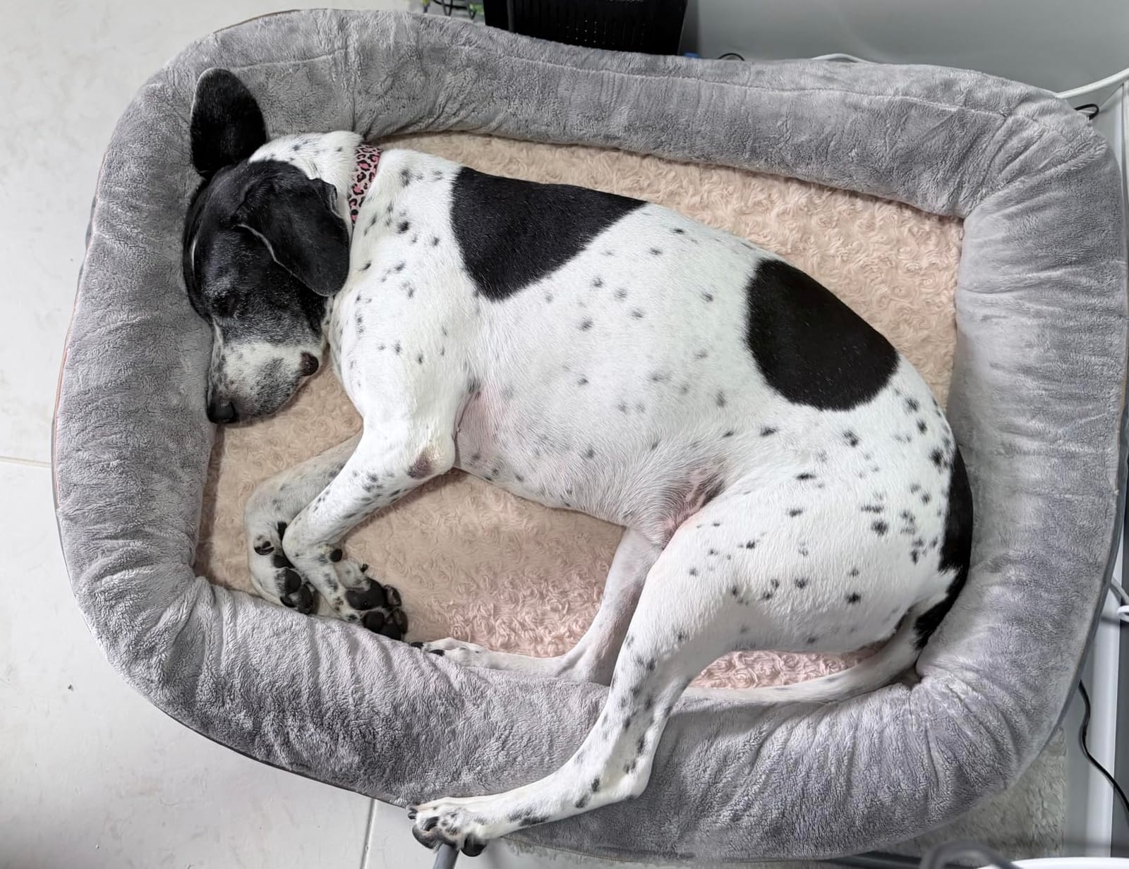 JOYELF Memory Foam Dog Bed Small Orthopedic Dog Bed & Sofa with Removable Washable Cover and Squeaker Toy as Gift customer photo 1