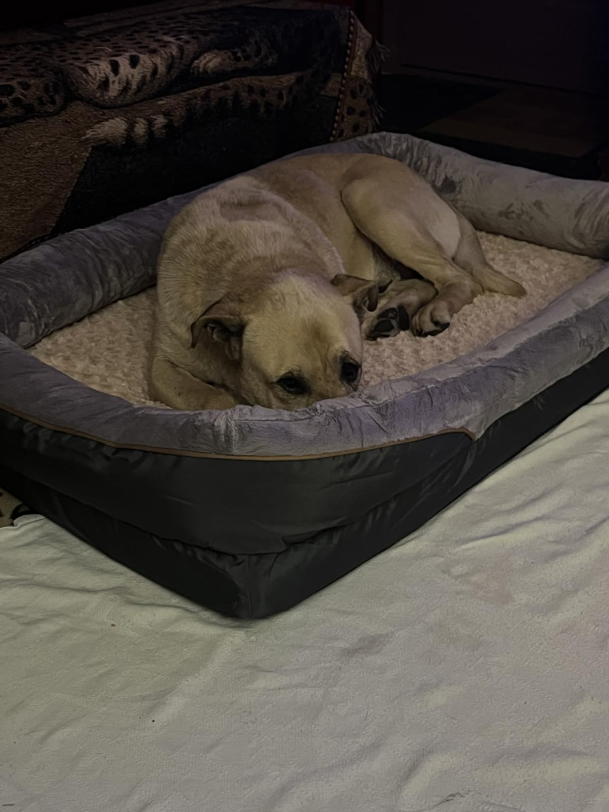 JOYELF Memory Foam Dog Bed Small Orthopedic Dog Bed & Sofa with Removable Washable Cover and Squeaker Toy as Gift customer photo 2