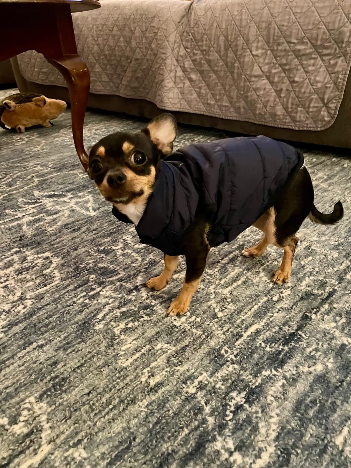 JoyDaog Fleece Lined Dog Jacket for Small Dogs,Winter Dog Coat,Blue S customer photo 1