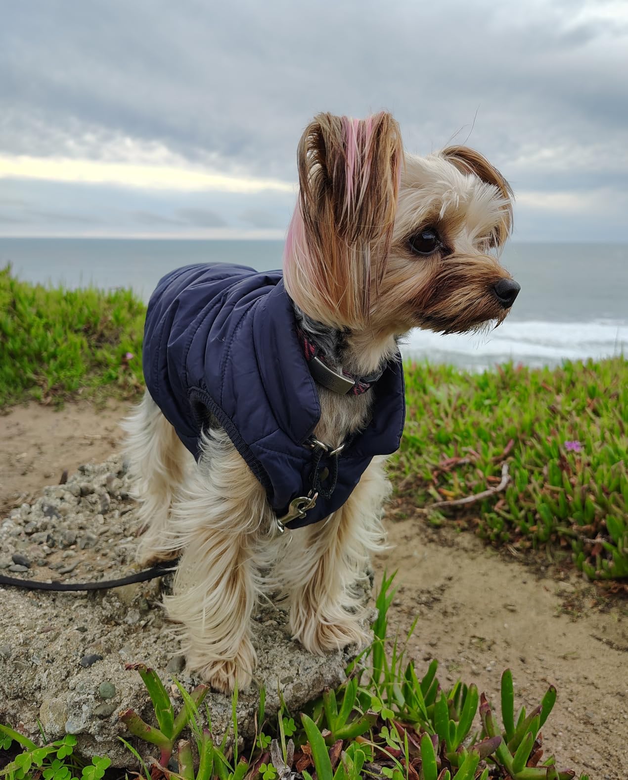 JoyDaog Fleece Lined Dog Jacket for Small Dogs,Winter Dog Coat,Blue S customer photo 2