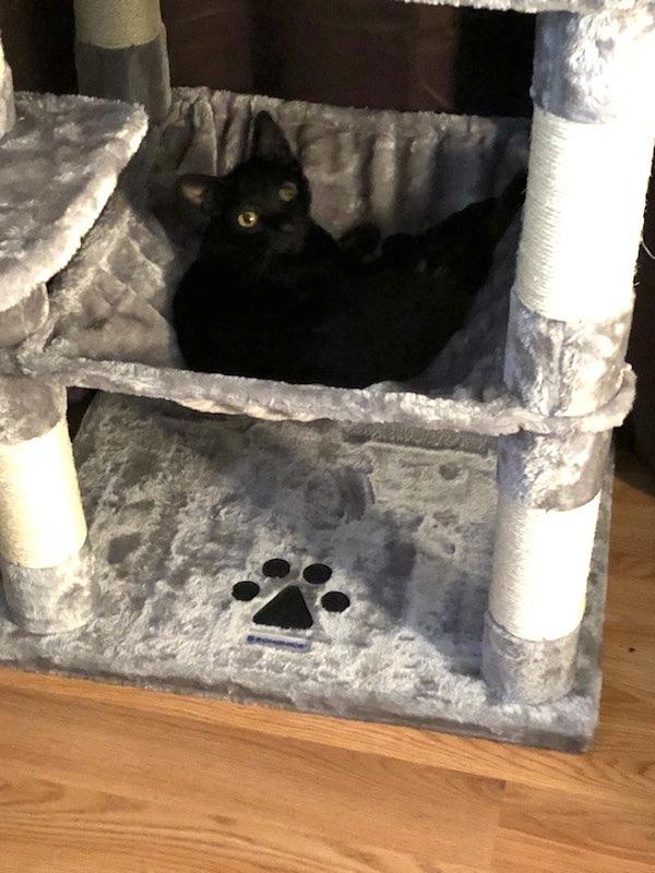 Feandrea Cat Tree, 55.8-Inch Large Cat Tower, Multi-Level Condo, Light Gray customer photo 2