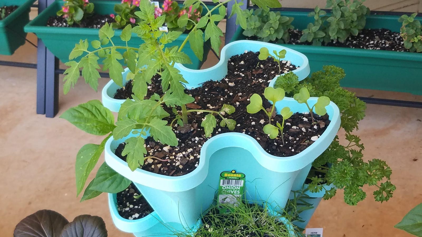 Mr. Stacky 5-Tier Pink Strawberry and Herb Garden Planter - Stackable Gardening Pots with 10 Inch Saucer customer photo 1