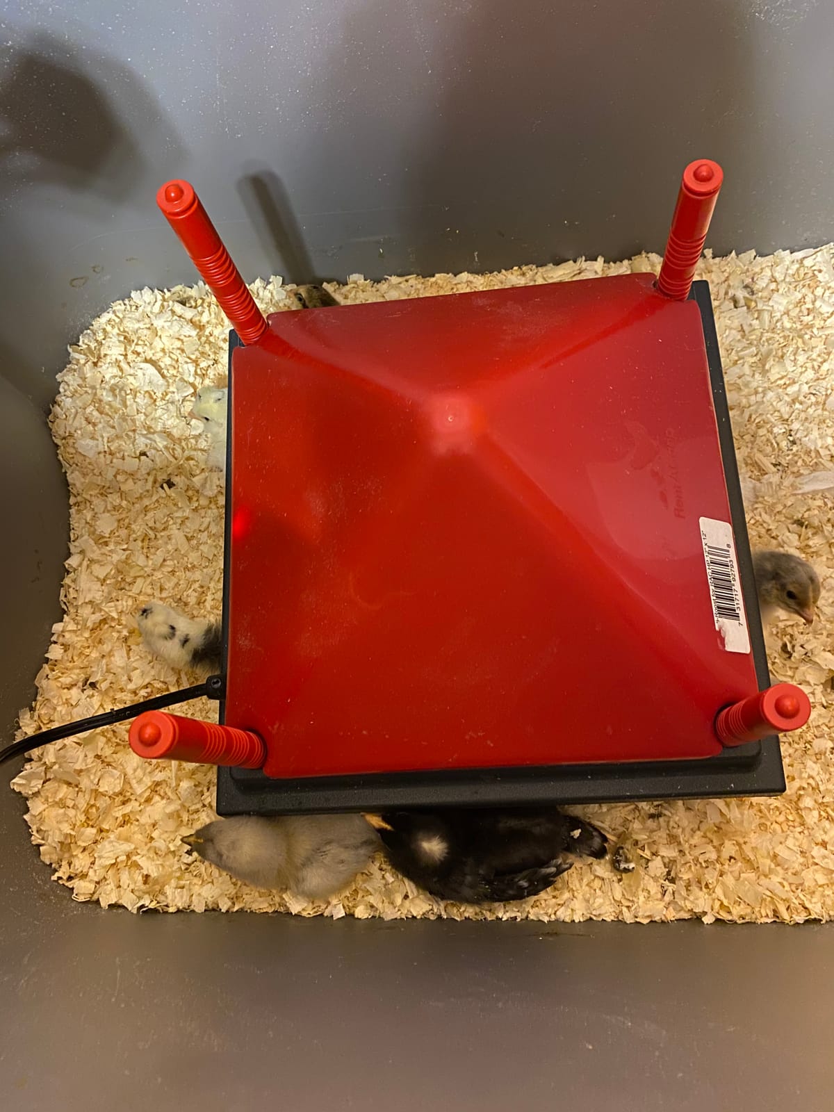 RentACoop 12x12 Adjustable Heating Plate with Foldable Anti-Roost Cone | For up to 20 Chicks | Chick Brooder Heat Plate - Energy-Efficient 22-Watt Chick Heater customer photo 1