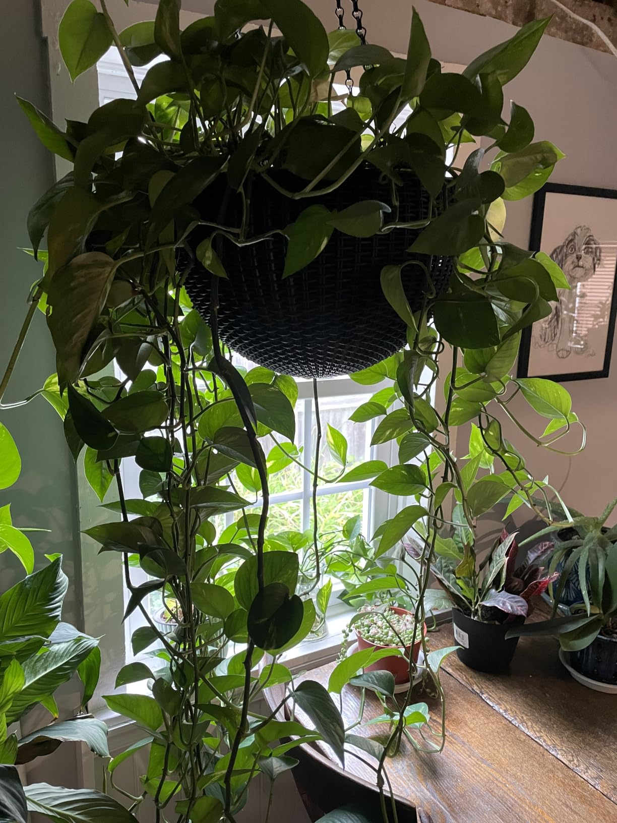 Keter Resin Rattan Set of 2 Round Hanging Planter Baskets for Indoor and Outdoor Plants-Perfect for Porches and Patio Decor, Graphite customer photo 2