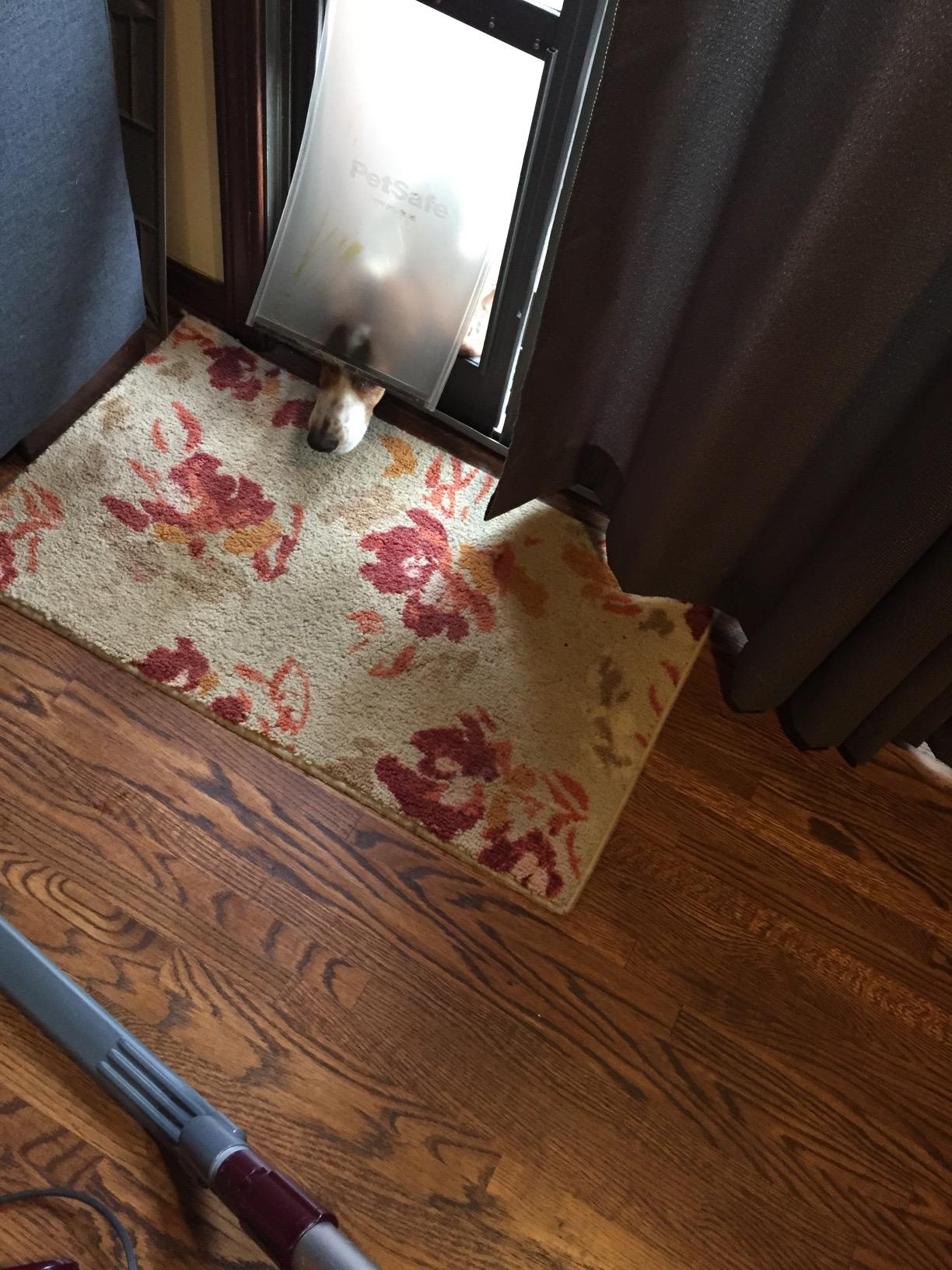PetSafe Sliding Glass Pet Door, 1 Piece, XL Dogs to 220 lb, White customer photo 1