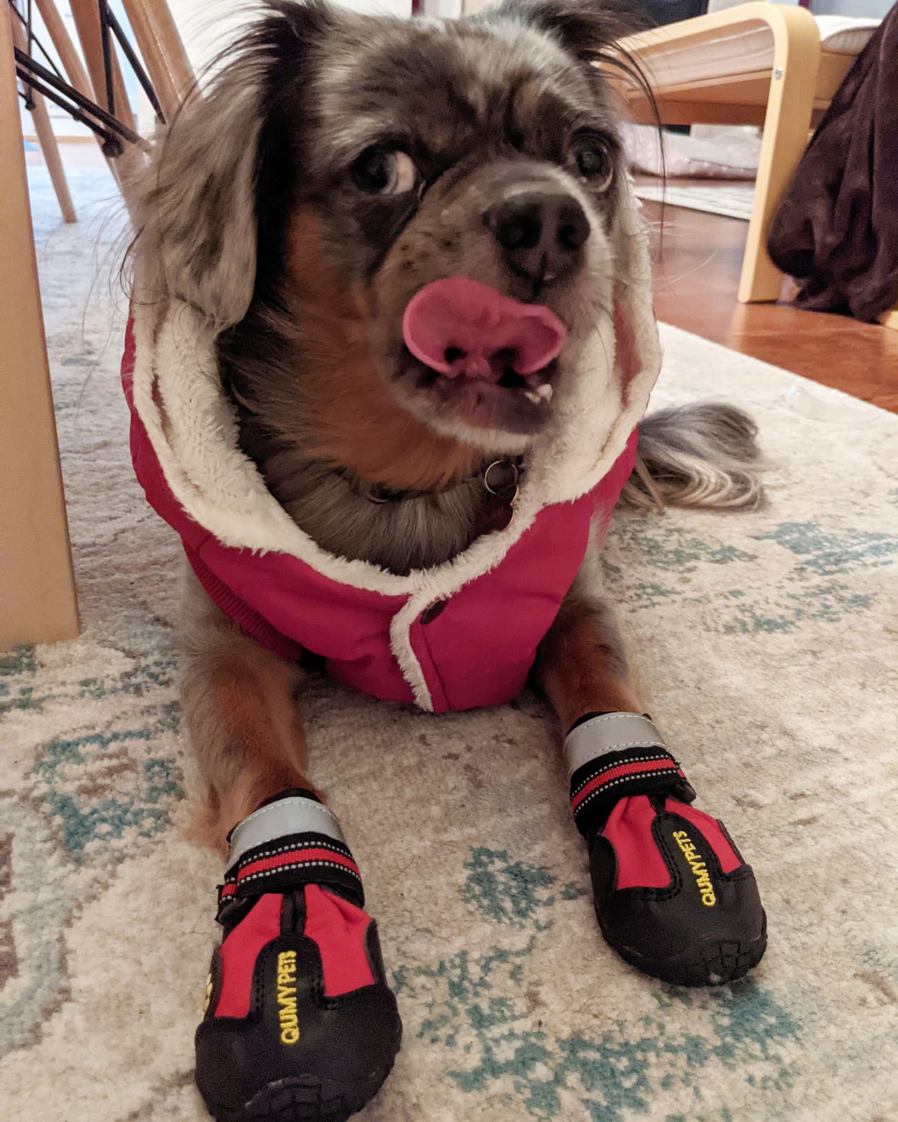 Vecomfy Warm Dog Coats with Hoodie,Winter Dog Jackets for Small Dogs customer photo 2