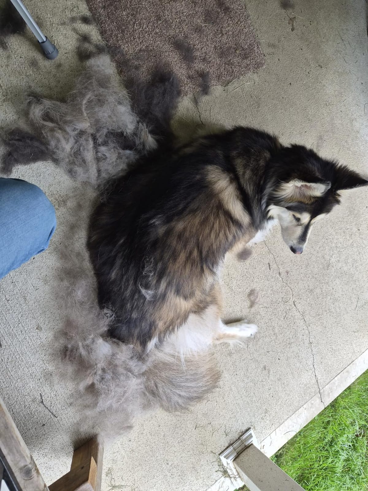 FURminator Large Dog Undercoat deShedding Tool for Long Hair customer photo 2