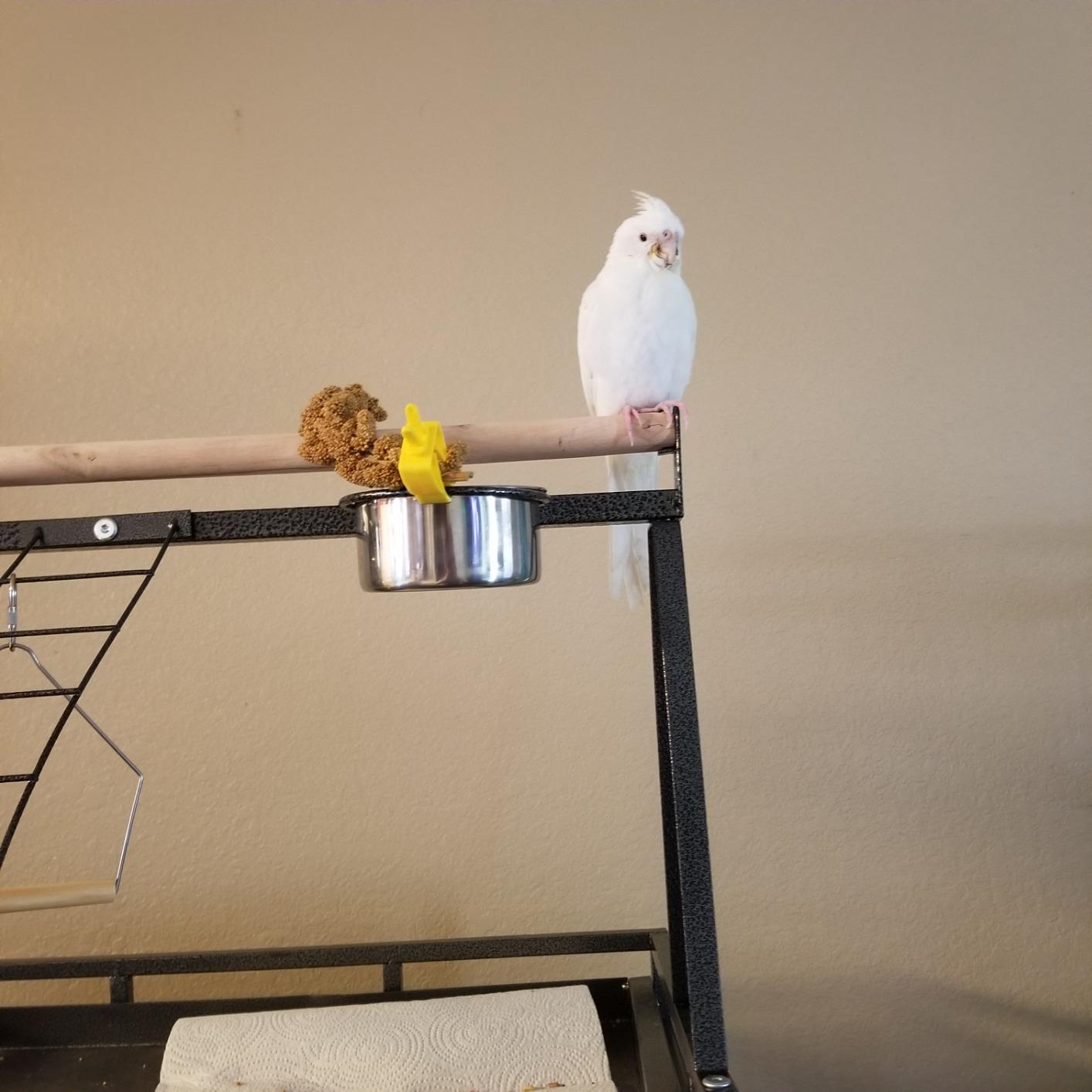 SUPER DEAL 68-inch Large Bird Cage with Rolling Stand African Grey Parrot Chinchilla Finch Cage Conure Cockatiel Cockatoo Pet House Wrought Iron Birdcage, Black customer photo 1
