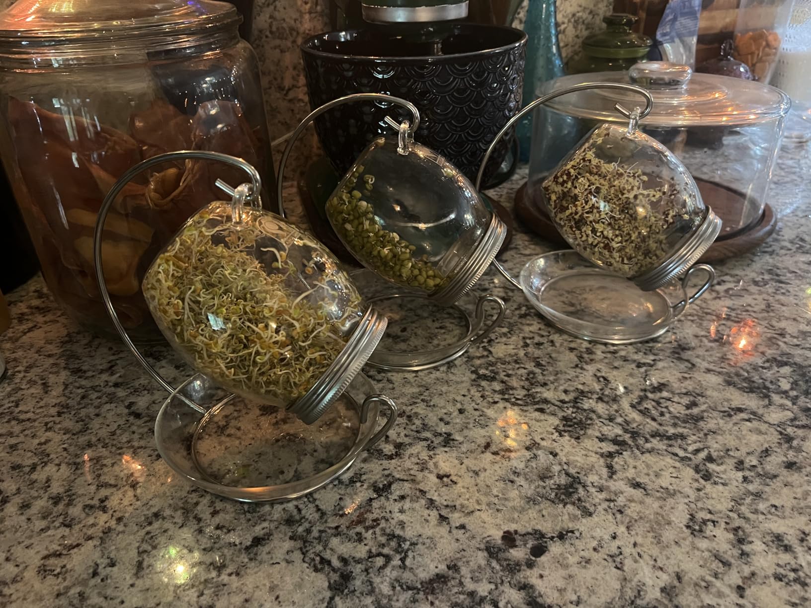 Premium Sprouting Jar Kit - Unique 30 oz Wide Mouth Sprouting Jar, Stand, Tray and 316 Stainless Screen Lid | Decorative Indoor Seed Sprouter and Germinator (1 Kit) customer photo 1