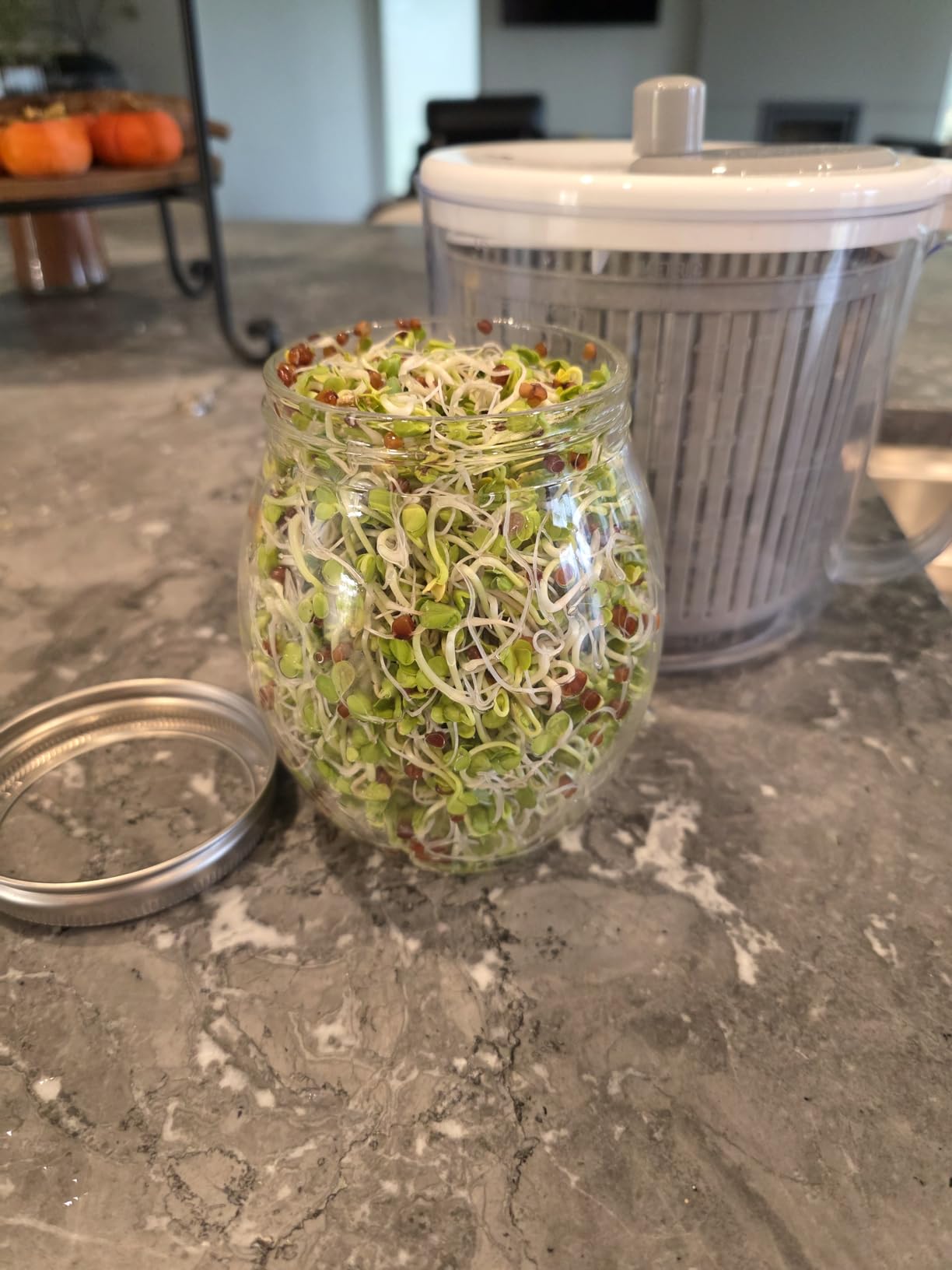 Premium Sprouting Jar Kit - Unique 30 oz Wide Mouth Sprouting Jar, Stand, Tray and 316 Stainless Screen Lid | Decorative Indoor Seed Sprouter and Germinator (1 Kit) customer photo 2