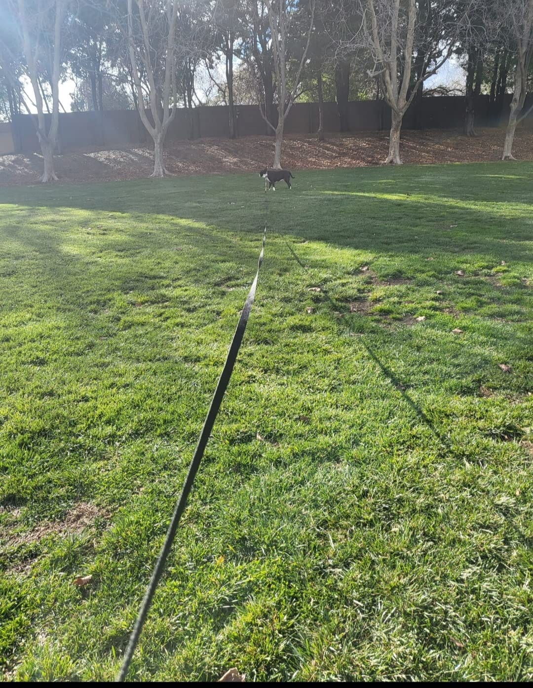 Nylon Training Dog Leash for Small Medium Large Dogs, 15ft 20ft 30ft 50ft Long Puppy Lead for Obedience Recall Training, Camping (20ft, Black) customer photo 1