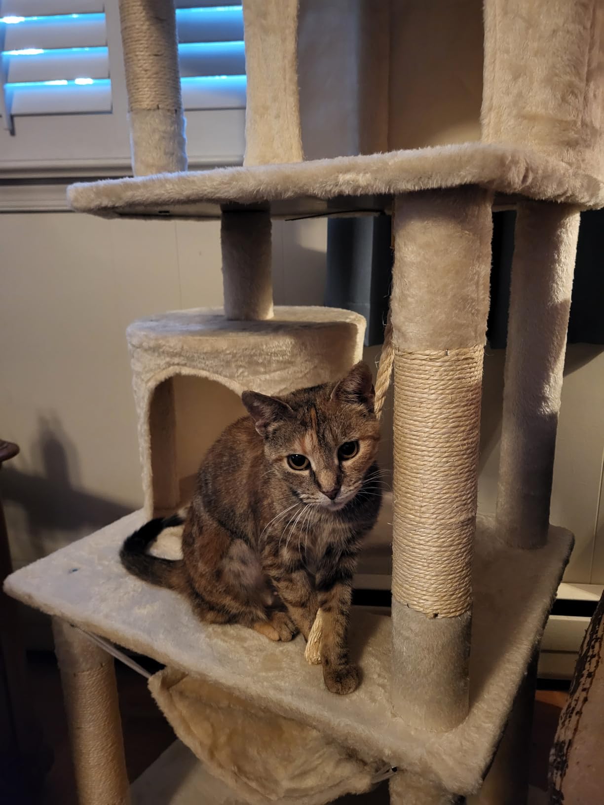 Yaheetech 62.5in Tall Cat Tree w/2 Cat-Ear Perches & 2 Condos, Dark Gray customer photo 1