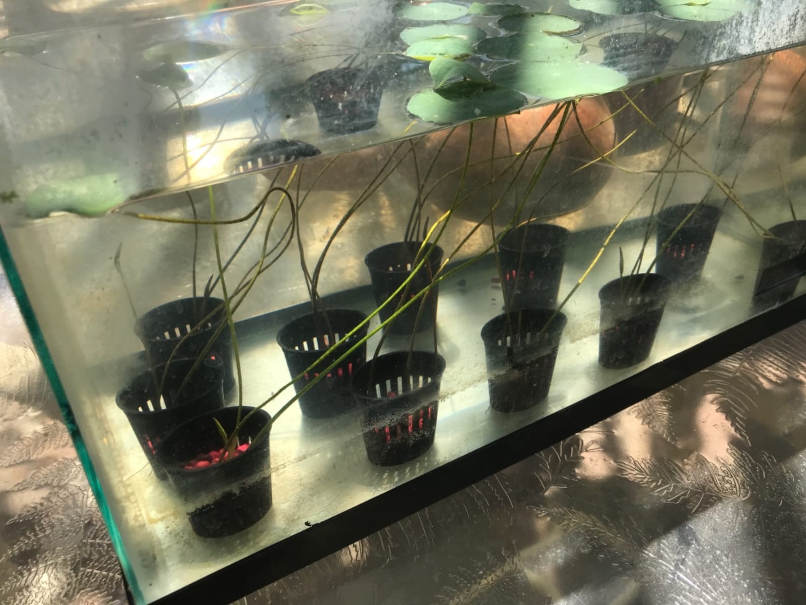 xGarden - Lightweight Economy Net Pots - Thin Lip & Slotted Sides - for Hydroponics & Aquaponics - UV Resistant & BPA Free Plastic - Indoor or Outdoor Growing - Black 2