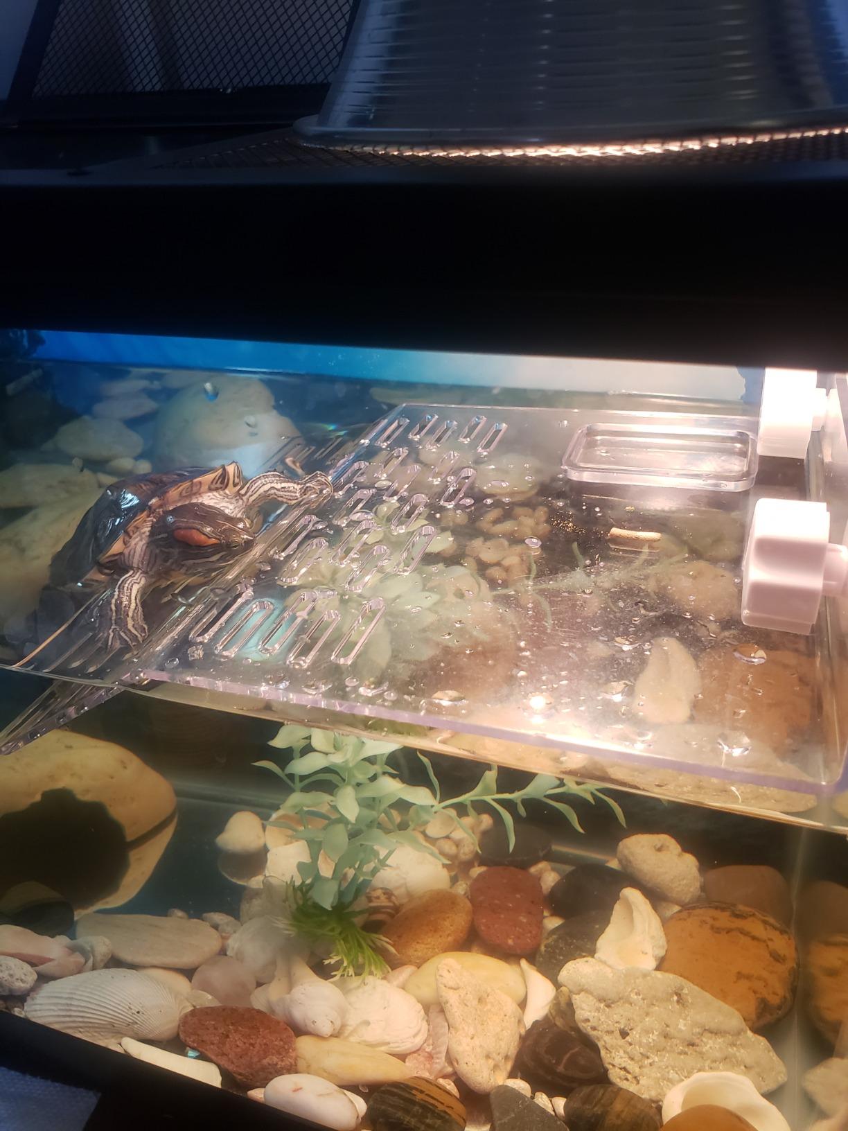Large Size Acrylic Turtle Basking Platform, Fish Tank Aquarium Platform, Tortoise Resting Terrace with 3PCS Suction Cups customer photo 1