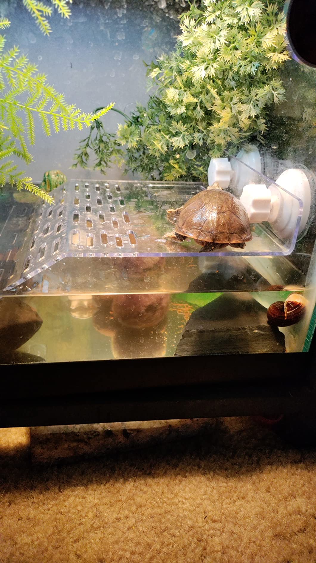 Large Size Acrylic Turtle Basking Platform, Fish Tank Aquarium Platform, Tortoise Resting Terrace with 3PCS Suction Cups customer photo 2