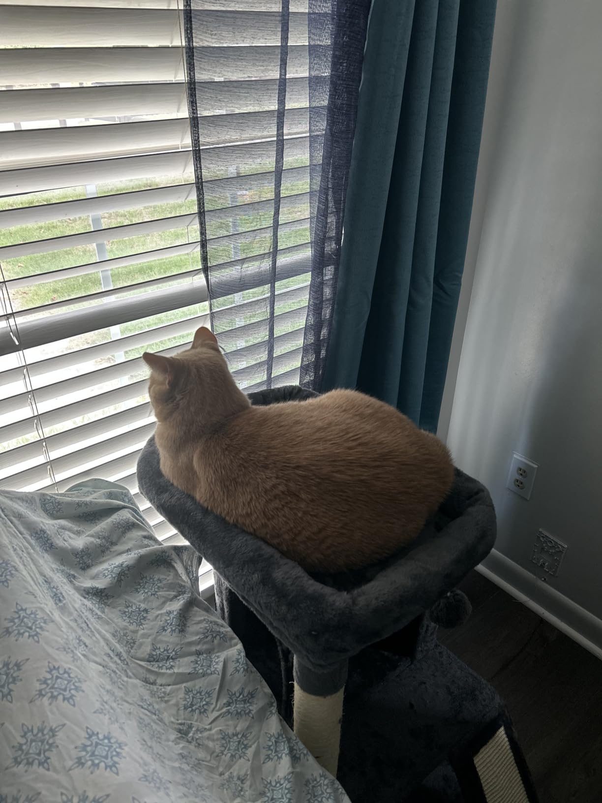 Yaheetech 36in Cat Tree Tower with Large Perch for Senior Kittens customer photo 2