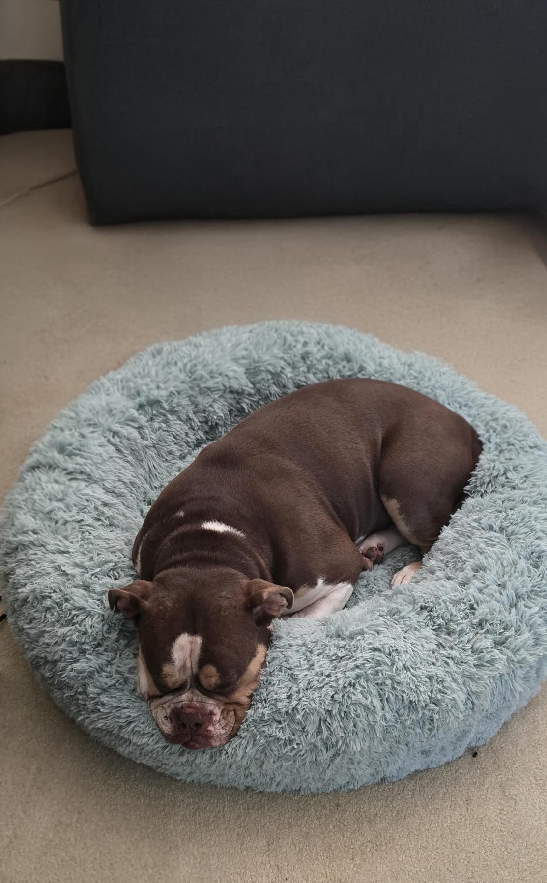 Bedsure Calming Small Dog Bed Donut Washable Cat & Puppy Bed, 23 inches Camel | Fluffy Faux Fur Round Cuddler, Anti-Slip Bottom, Anti-Anxiety, Deep Sleep for Pets Up to 25 Lbs customer photo 1