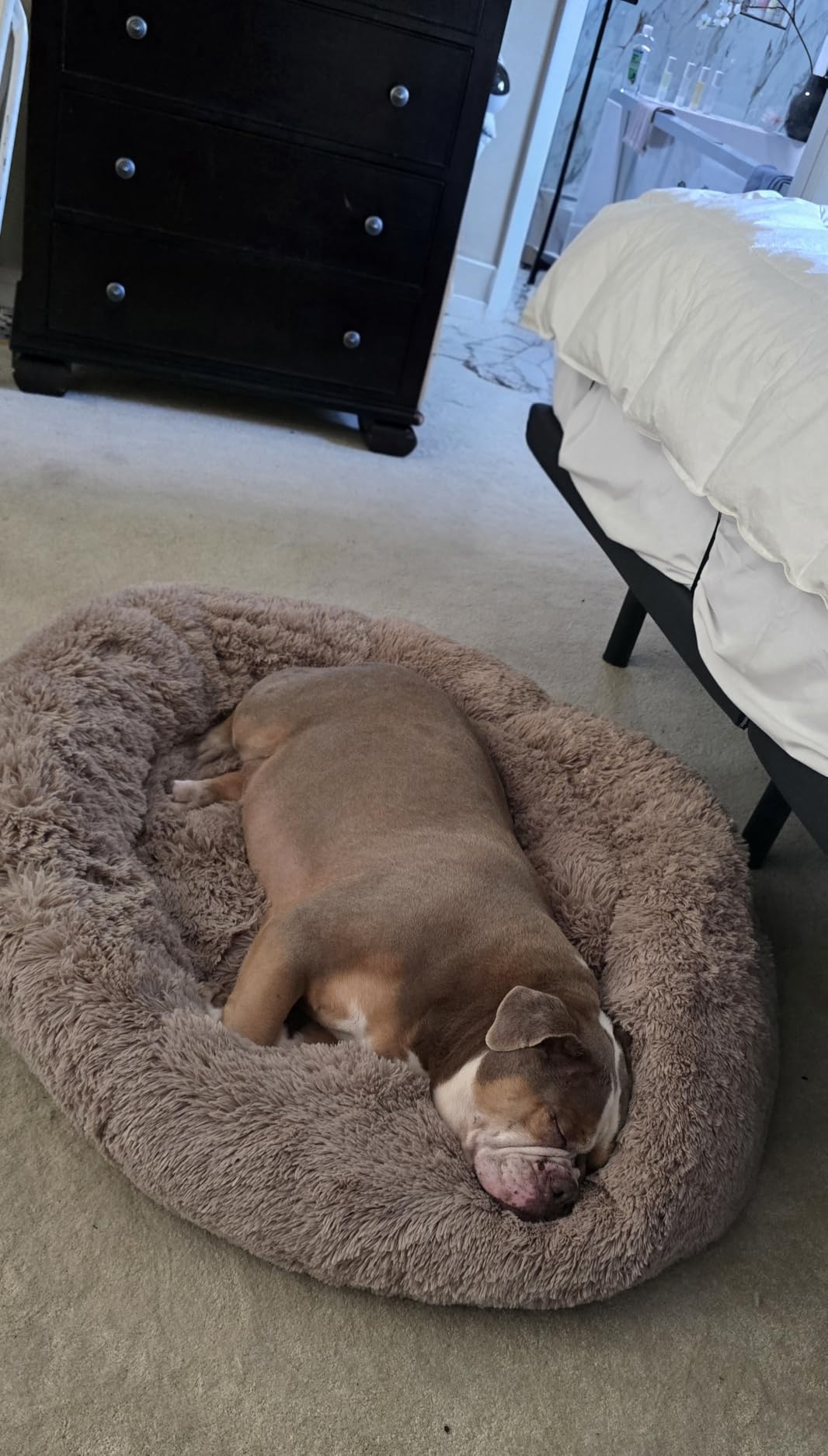 Bedsure Calming Small Dog Bed Donut Washable Cat & Puppy Bed, 23 inches Camel | Fluffy Faux Fur Round Cuddler, Anti-Slip Bottom, Anti-Anxiety, Deep Sleep for Pets Up to 25 Lbs customer photo 2