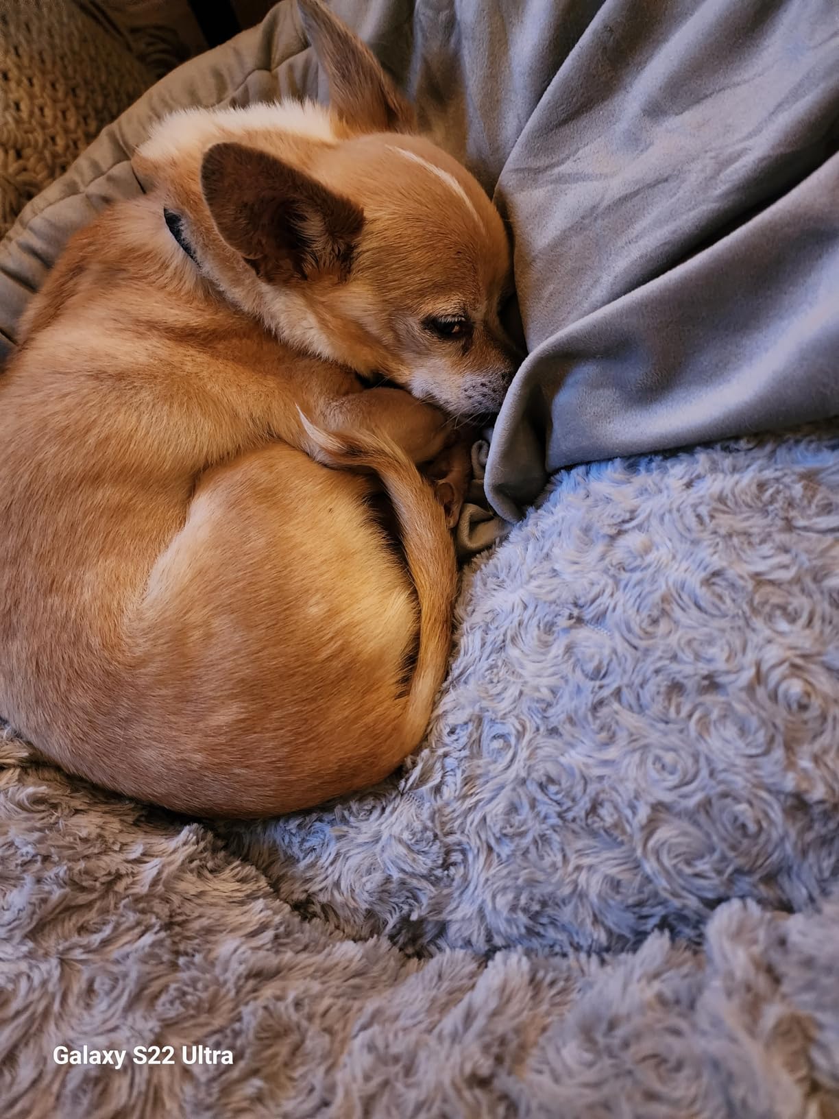 JOEJOY Small Dog Bed Cat Bed with Hooded Blanket, Cozy Cuddler Luxury Puppy Pet Bed, Donut Round Calming Anti-Anxiety Dog Burrow Cave Bed - Anti-Slip Bottom and Machine Washable 23 inch customer photo 2
