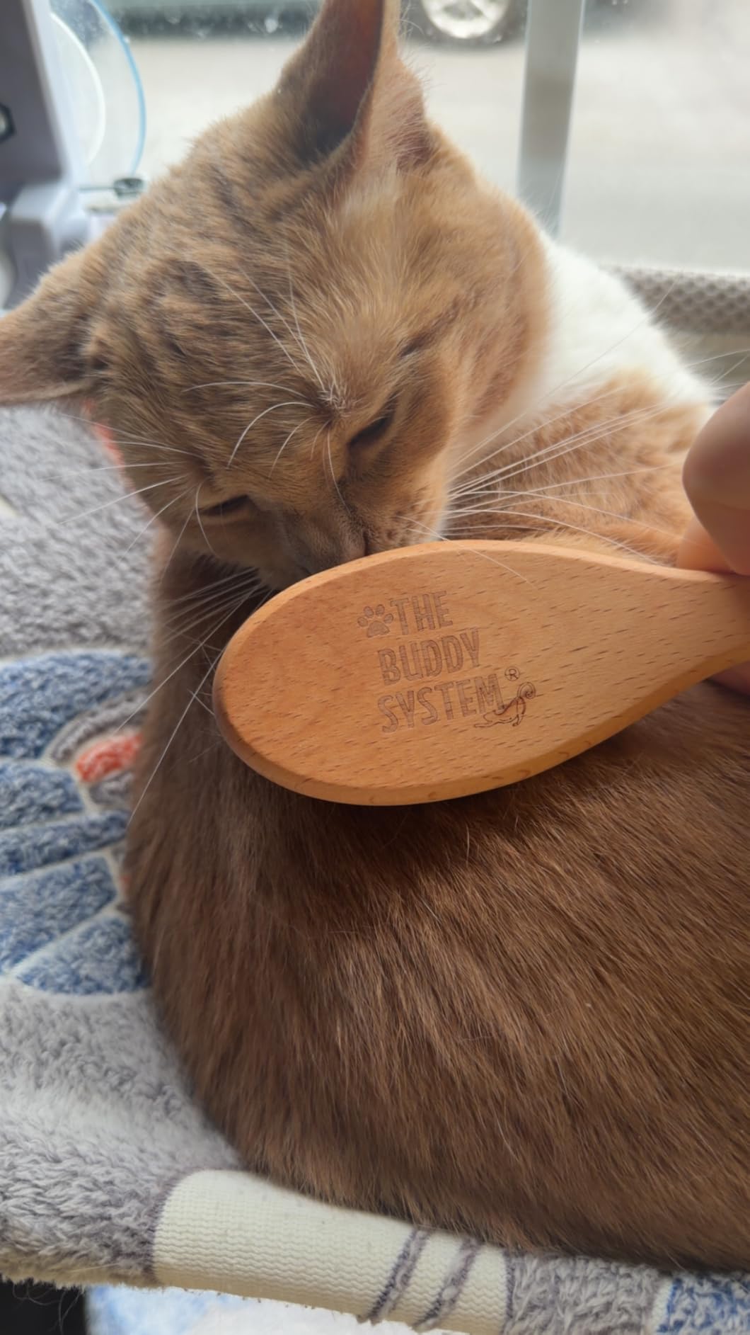The Buddy System - Soft Cat Brush with Boar Bristles, 1 Pack customer photo 1