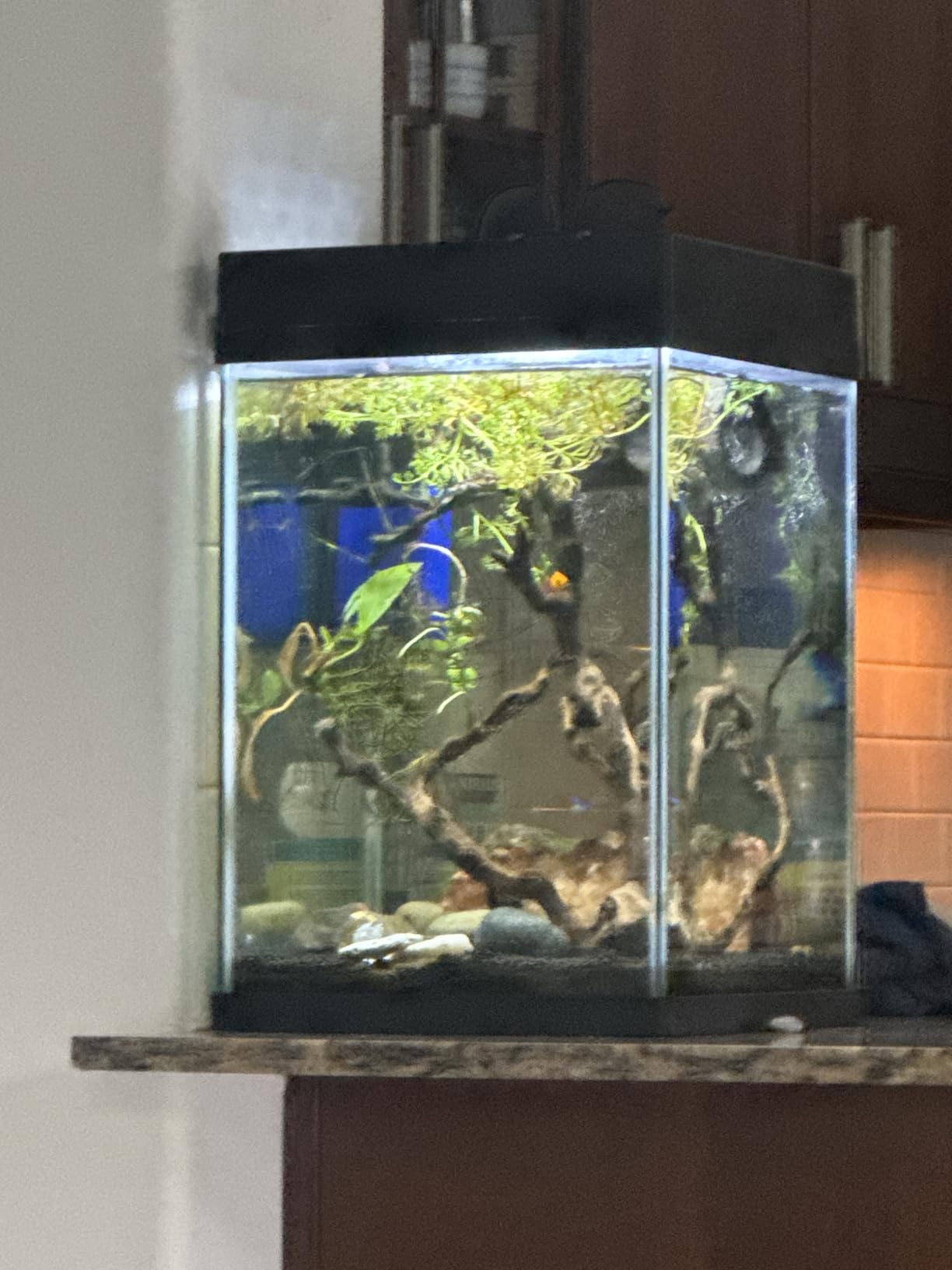 Koller Products Plastic 6-Gallon AquaView 360 Aquarium Kit for Tropical Fish, Betta Fish with LED Lighting and Power Filter Clear, 4-Piece Set customer photo 1