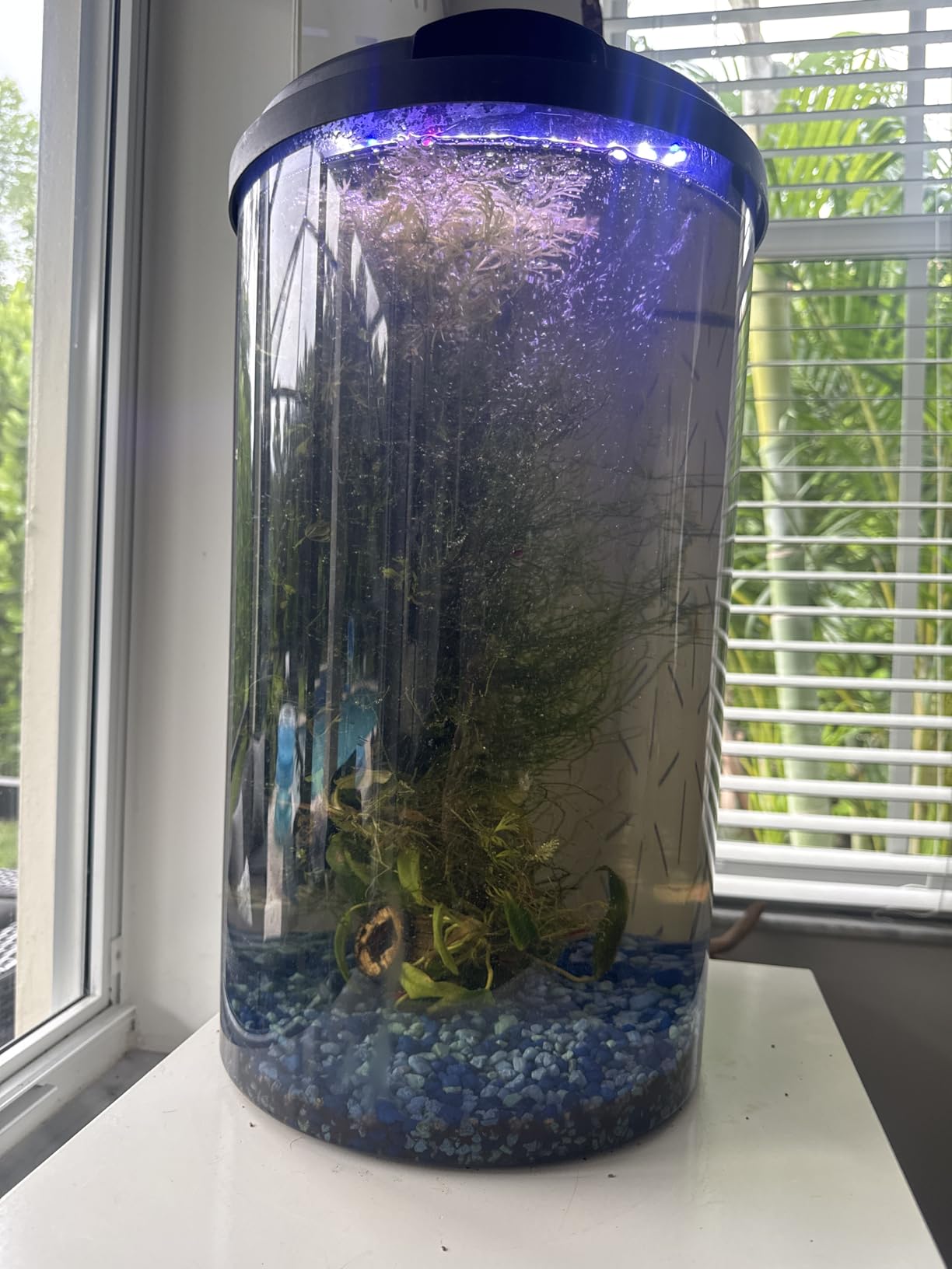 Koller Products Plastic 6-Gallon AquaView 360 Aquarium Kit for Tropical Fish, Betta Fish with LED Lighting and Power Filter Clear, 4-Piece Set customer photo 2