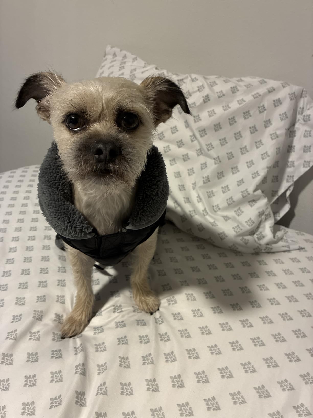 Dogcheer Dog Winter Coat, Warm Waterproof Dog Jacket with Fleece Lining customer photo 1