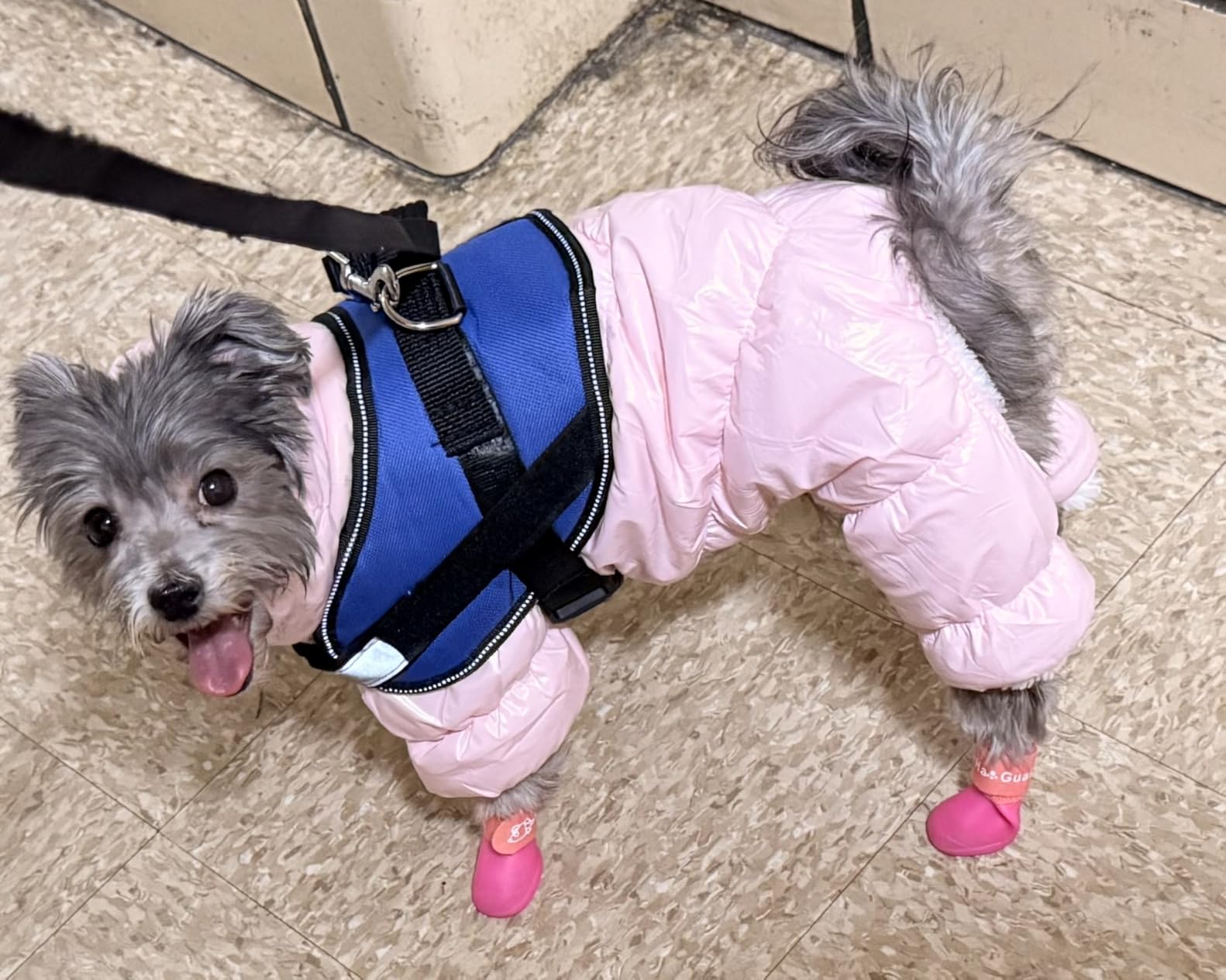 AOFITEE Dog Coat Waterproof Dog Jacket Fullbody Dogs Winter Coat Snowsuit customer photo 1