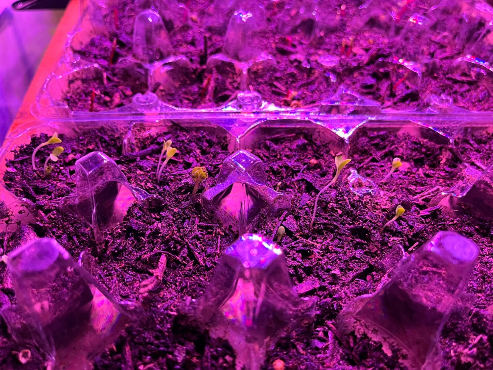 Shyineyou Grow Lights for Indoor Plants Full Spectrum, 80 LEDs Plant Lights for Indoor Growing with 3/9/12H Timer, 3 Color Modes & 9 Brightness, 4 Heads Clip-On Plant Grow Light customer photo 1