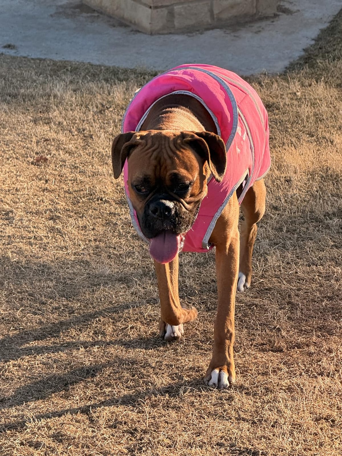 MIGOHI Warm Dog Coat Winter Dog Jacket,Waterproof Cold Weather Coats for Dogs,Fleece Jacket for Small Medium Large Dogs,Reflective Thick Fleece Vest with Leash Hole customer photo 2