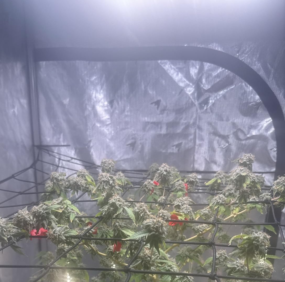AC Infinity Elastic Trellis Netting for 4x4 Grow Tents customer photo 1