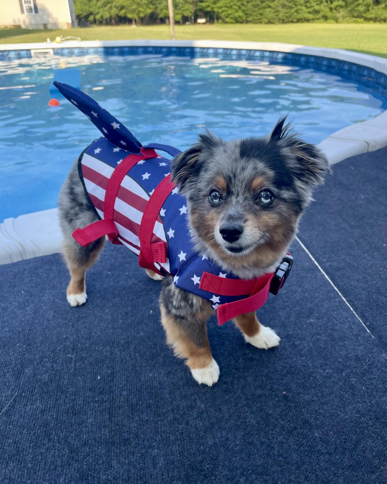 EMUST Large Dog Life Jacket, Pet Life Vests for Swimming, Small/Medium/Large Dog Flotation Vest with Rescue Handle for Water at Pool, Beach, Boating (XL, Pool Blue) customer photo 1