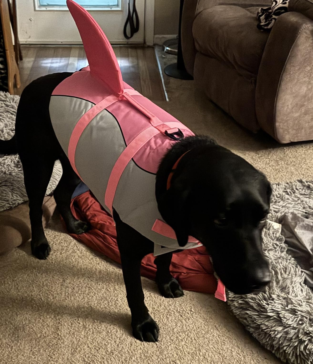 EMUST Large Dog Life Jacket, Pet Life Vests for Swimming, Small/Medium/Large Dog Flotation Vest with Rescue Handle for Water at Pool, Beach, Boating (XL, Pool Blue) customer photo 2
