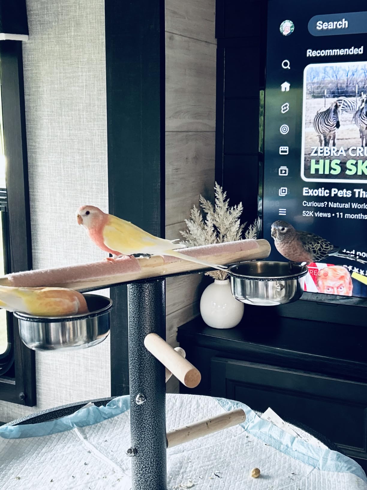 PawHut Bird Play Stand, Portable Parrot Perch, Bird Feeder Station, with Four Wheels, Stainless Steel Feeding Bowls, Round Tray, Grey customer photo 1