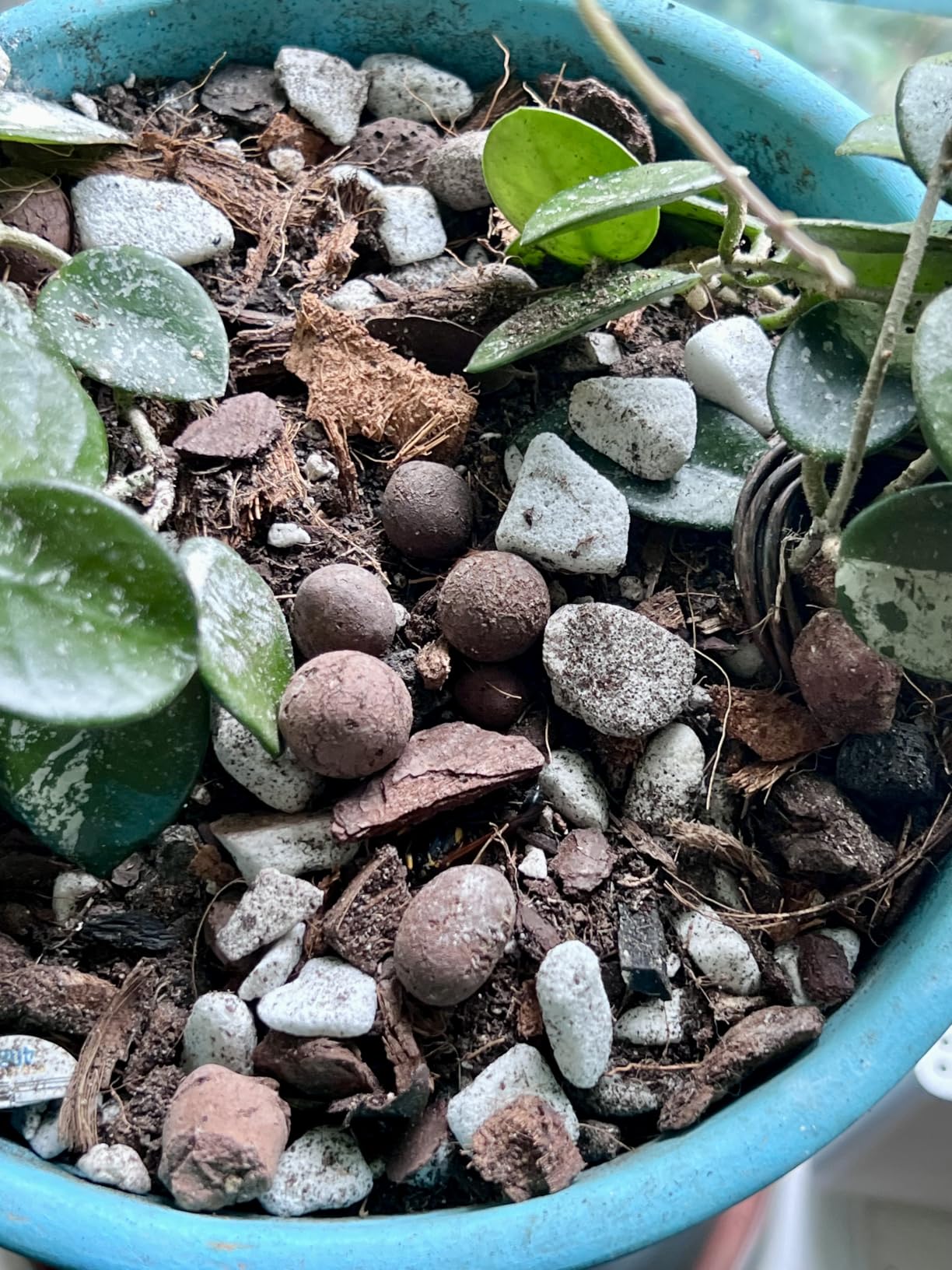 Halatool 10LB Leca Clay Pebbles for Plants, 4-16mm Hydro Balls for Drainage customer photo 2