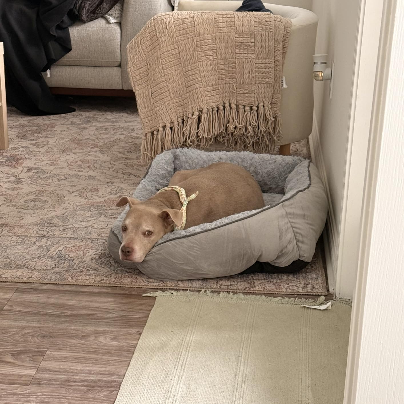 INVENHO Large Dog Bed for Large Medium Small Dogs, Rectangle Washable Orthopedic Dog Bed, Soft Calming Sleeping Puppy Bed Durable Pet Cuddler with Anti-Slip Bottom L(30
