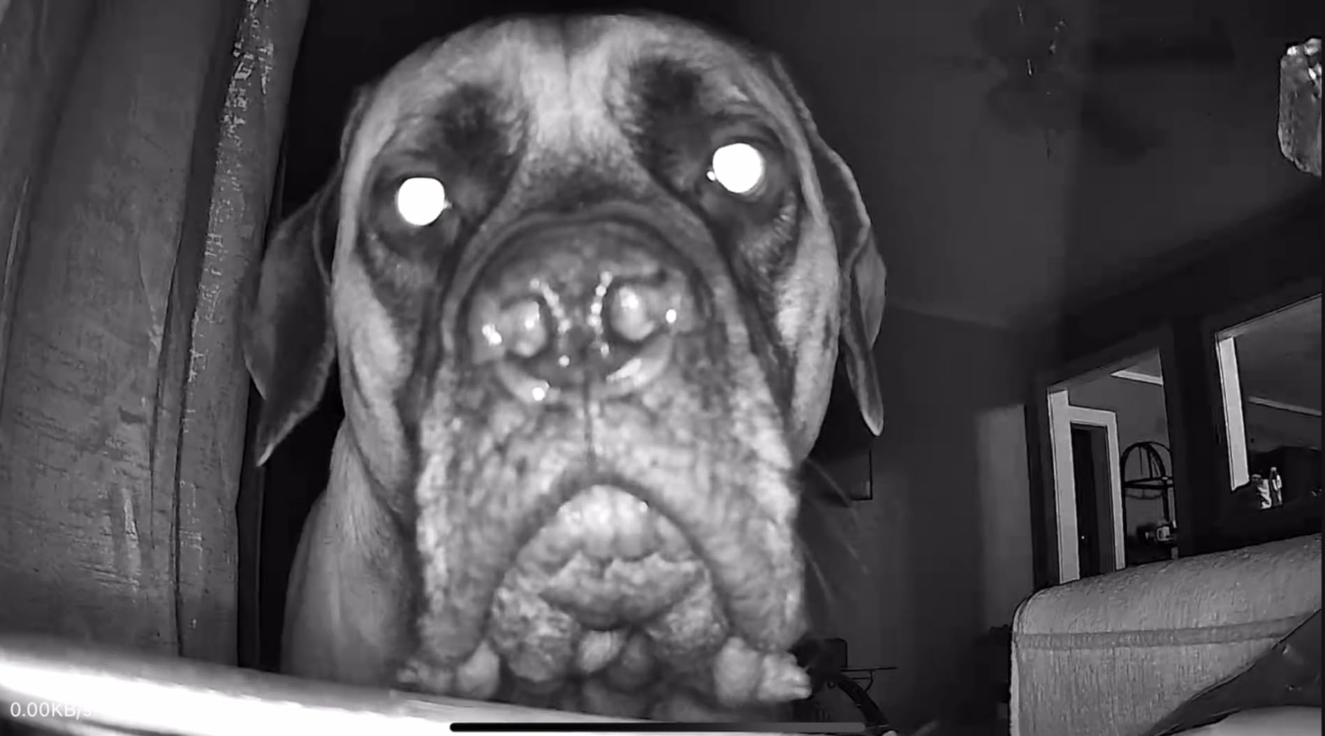 blurams Indoor Camera, 2K Pet Camera 360° Cameras for Home Security with Phone App, Motion Tracking, 2-Way Audio, IR Night Vision, Siren, Compatible with Alexa & Google Assistant customer photo 1