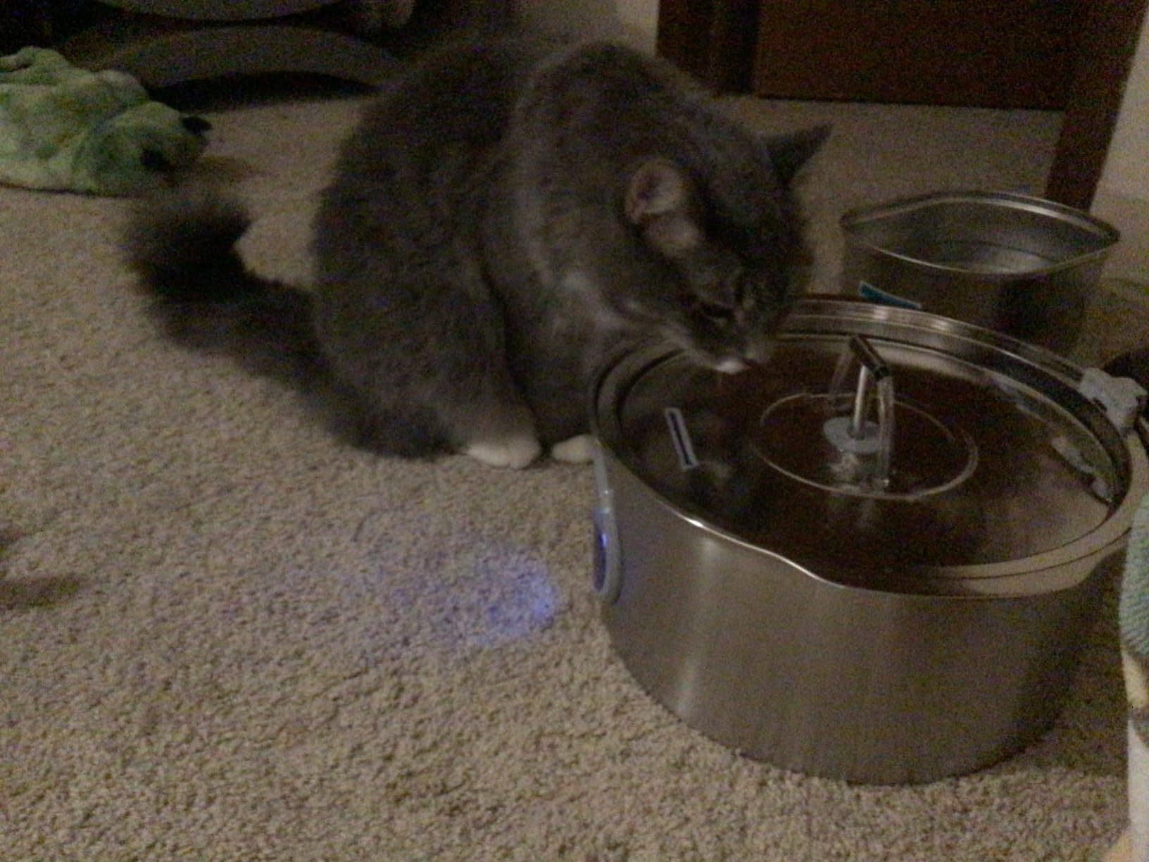 Cat Water Fountain Stainless Steel: Rellaty 3.2L/108oz Pet Water Fountain customer photo 2
