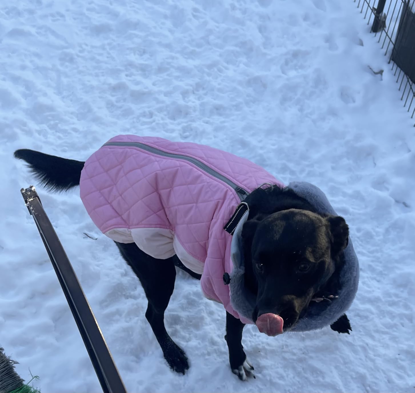 Lelepet Dog Coat Warm Dog Winter Coat Waterproof Dogs Jacket with Harness customer photo 1
