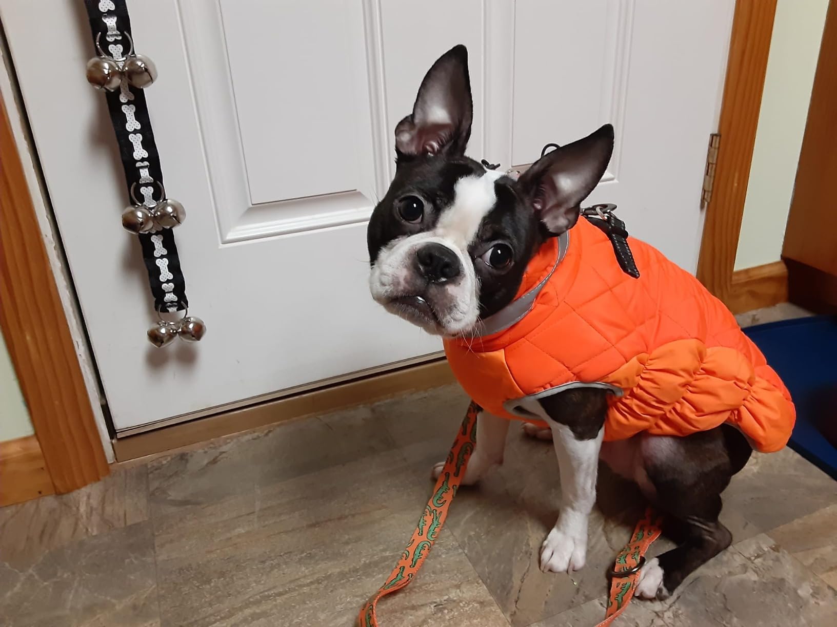 Lelepet Dog Coat Warm Dog Winter Coat Waterproof Dogs Jacket with Harness customer photo 2