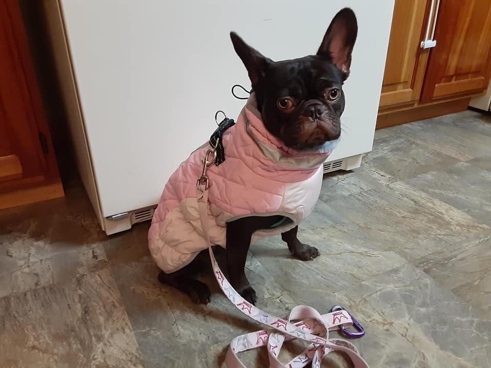Lelepet Dog Coat Warm Dog Winter Coat Waterproof Dogs Jacket with Harness | Reflective Pet Fleece Vest Zip-Up Cold Weather Coats for Large Dogs Turtleneck & Windproof Coats Boston Terrier Pink L customer photo 1