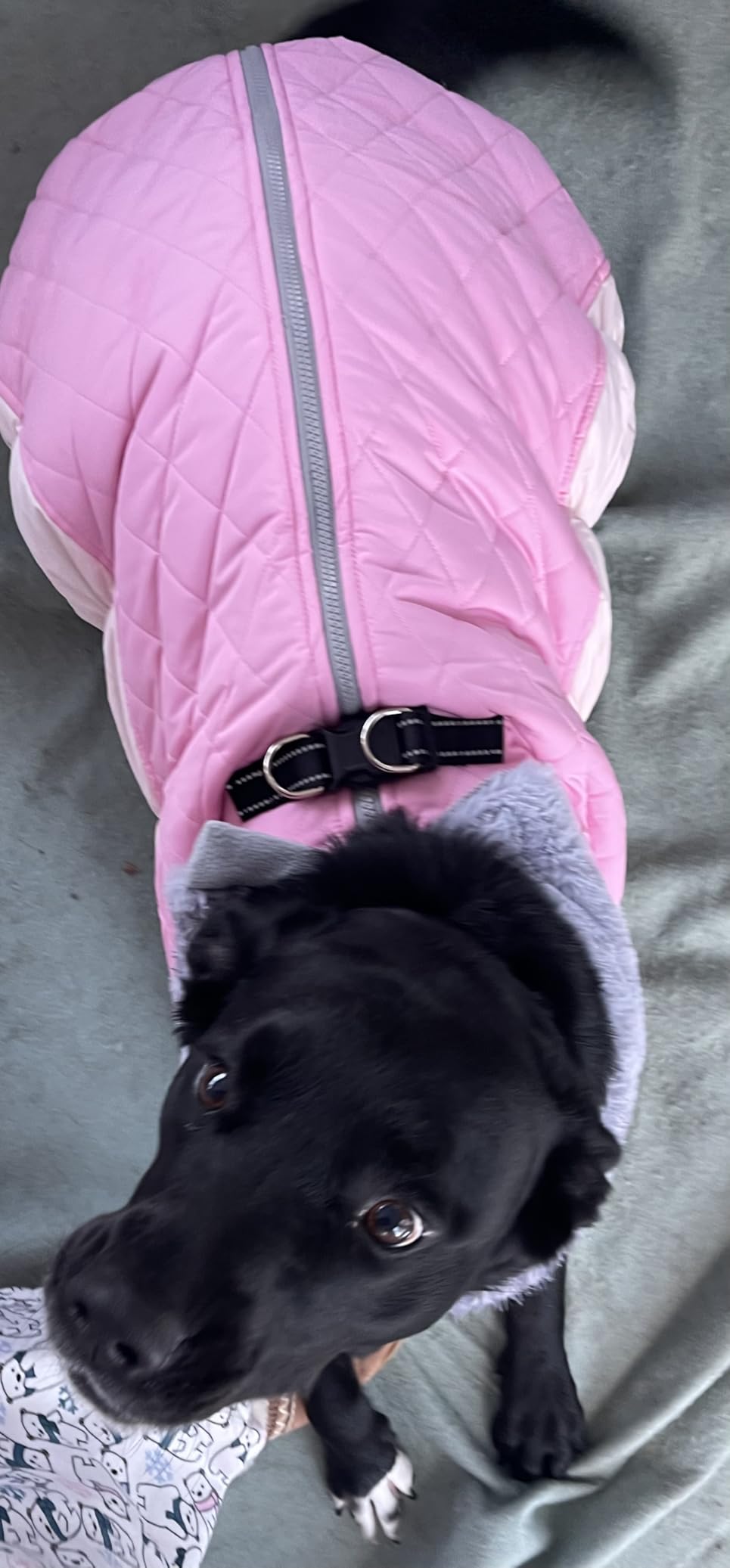 Lelepet Dog Coat Warm Dog Winter Coat Waterproof Dogs Jacket with Harness | Reflective Pet Fleece Vest Zip-Up Cold Weather Coats for Large Dogs Turtleneck & Windproof Coats Boston Terrier Pink L customer photo 2