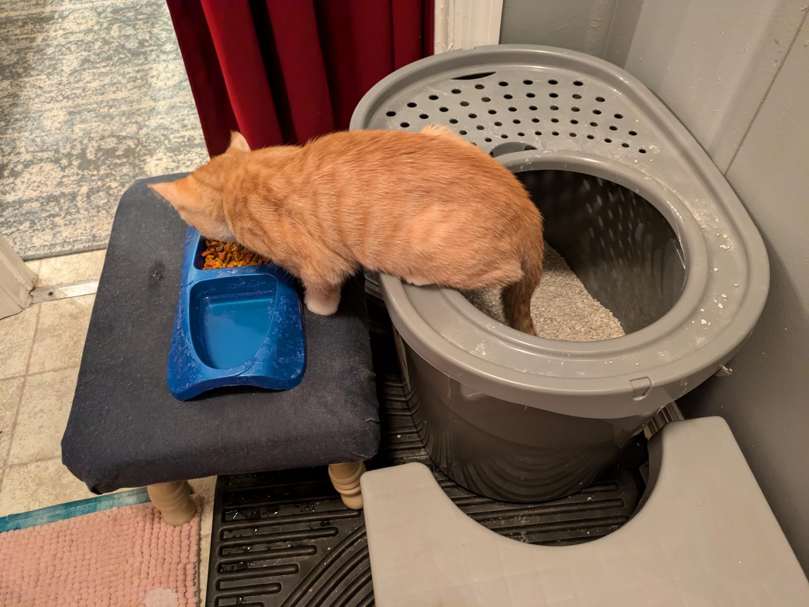 Amazon Basics Large Cat Litter Box with High Sides, Top Entry, Odor Control, Includes Scoop, 20.5 x 14.75 x 14.38 inches, Grey customer photo 2