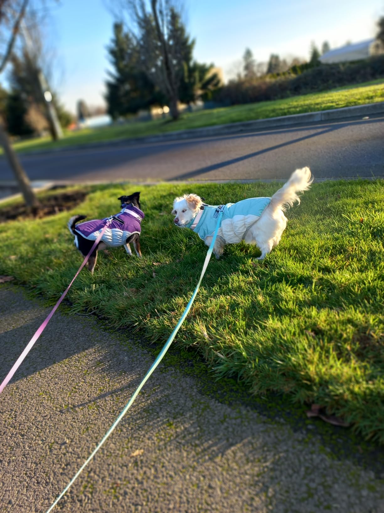 FUAMEY Dog Coat for Medium Dogs, Fleece Dog Winter Jacket with Harness customer photo 1
