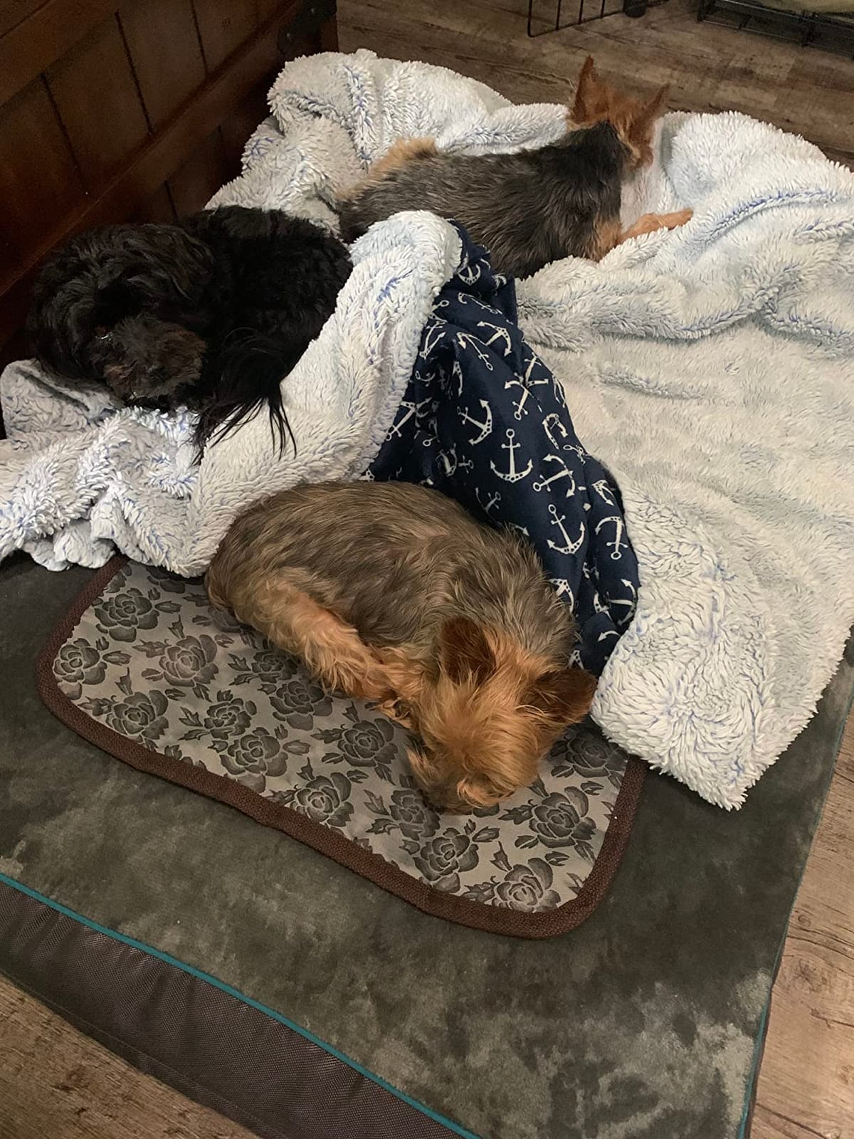 Pet Heating pad Outdoor Small Dog cat Heating pad Heated ped beds for Outside Dogs House Heater Electric Warming pad for Puppies with Timer,Chew Resistant Cord,Easy Clean,Waterproof customer photo 1