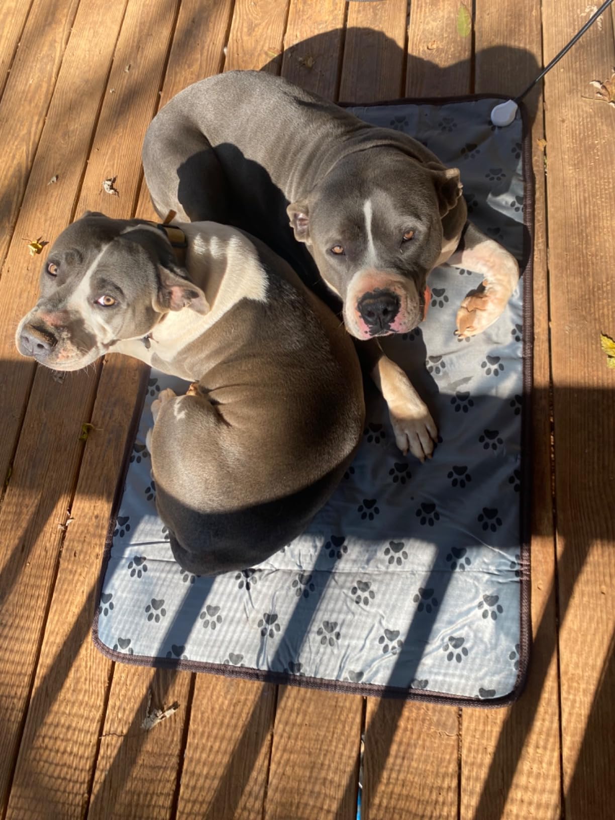 Pet Heating pad Outdoor Small Dog cat Heating pad Heated ped beds for Outside Dogs House Heater Electric Warming pad for Puppies with Timer,Chew Resistant Cord,Easy Clean,Waterproof customer photo 2
