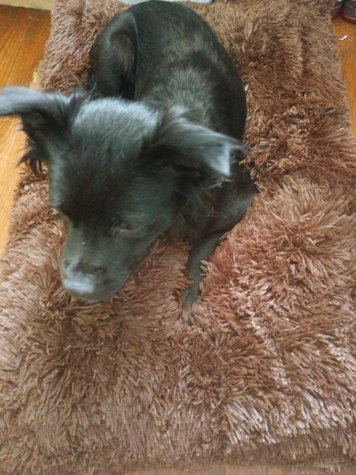 EHEYCIGA Fluffy Dog Crate Bed, Plush Extra Large Dog Pillow, Grey customer photo 1