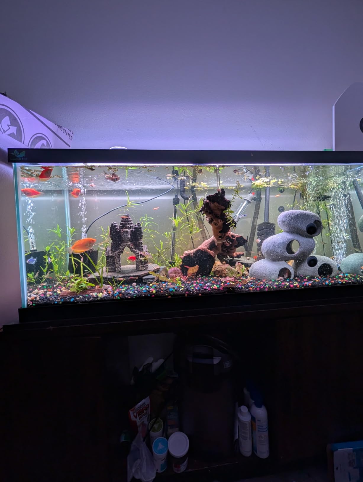 Automatic Fish Feeder for Aquarium Portion Control & Moisture-Proof customer photo 1