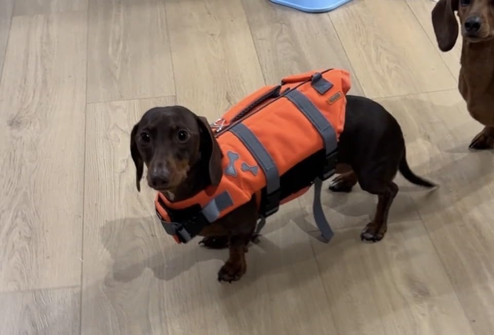EMUST Dog Life Jacket, Adjustable Sports Style Swim Vests for Boating | Ripstop Dog Lifesaver for Boating, Swimming, Pool with 2 Rescue Handles, Dog Water Vest For Large Dogs, Orange, XXL customer photo 1